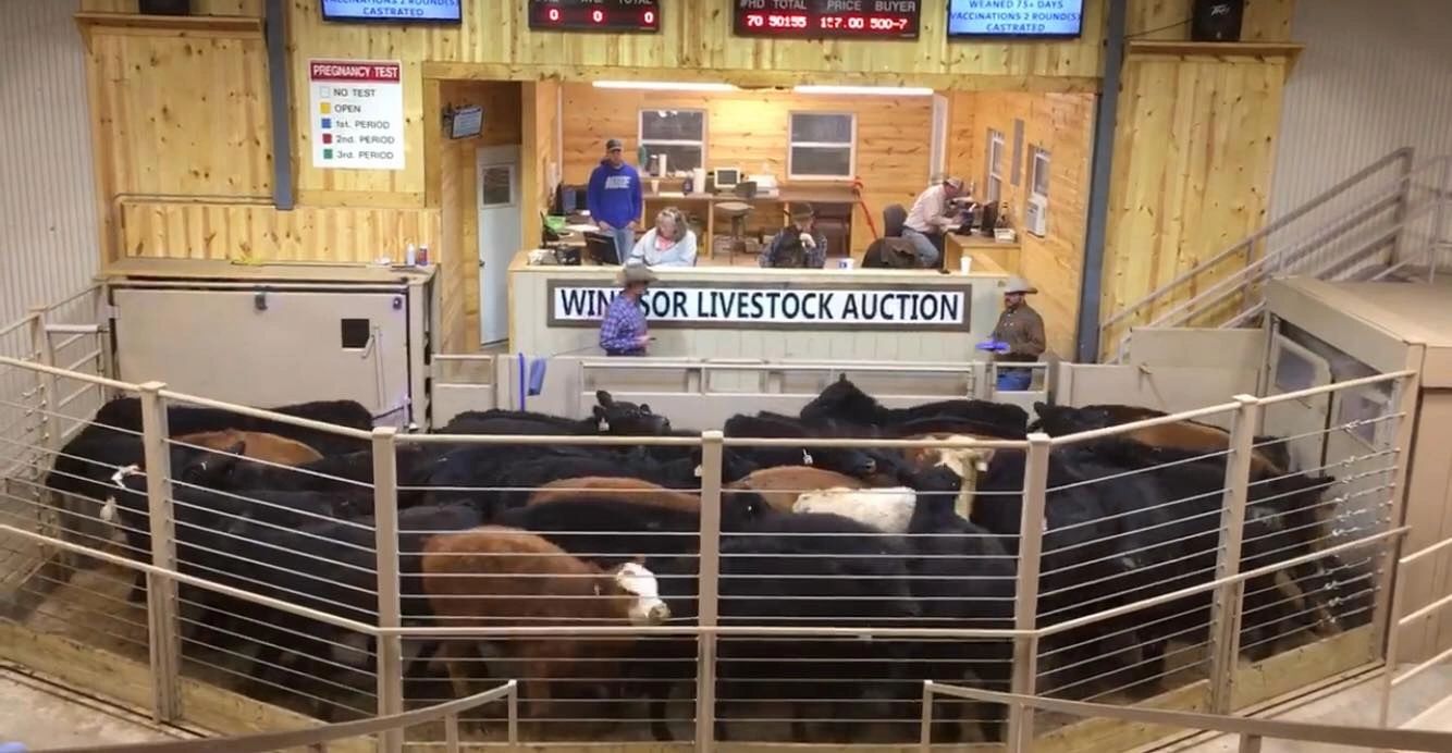 Windsor Livestock Auction