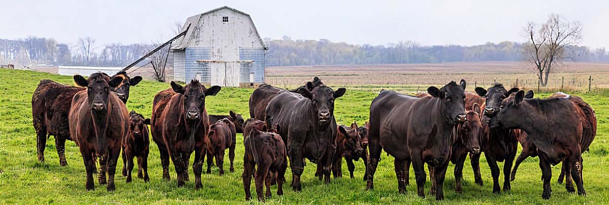 Lolli Bros. Livestock Market